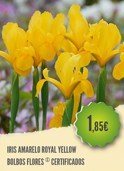 Iris Amarelo Iris Amarelo