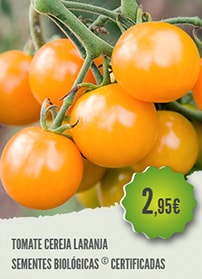 Tomate Cereja Laranja