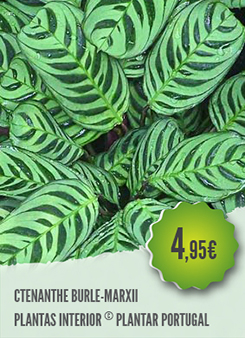 Ctenanthe Ctenanthe