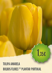 Tulipa Amarela