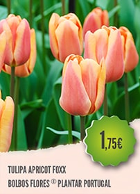 Tulipa Apricot Foxx