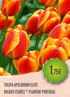 Tulipa Apeldoorn Elite