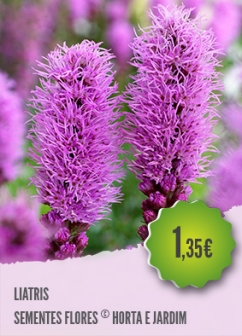 Liatris Liatris