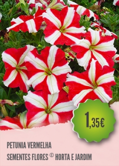 Petúnia Estrela Petúnia Estrela