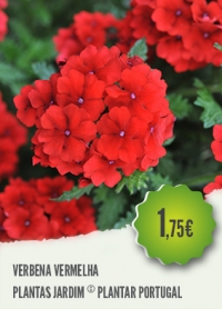Verbena Vermelha Verbena Vermelha