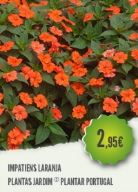Impatiens Impatiens