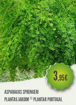 Asparagus Sprengeri Asparagus Sprengeri