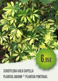 Schefflera Gold Capella Schefflera Gold Capella