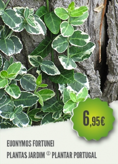 Euonymus Fortunei Euonymus Fortunei