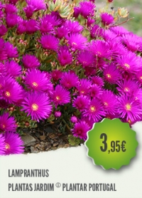 Lampranthus Lampranthus