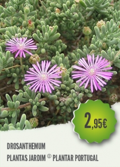 Drosanthemum Drosanthemum