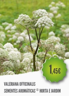 Valeriana Valeriana