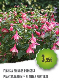 Fuchsia Fuchsia